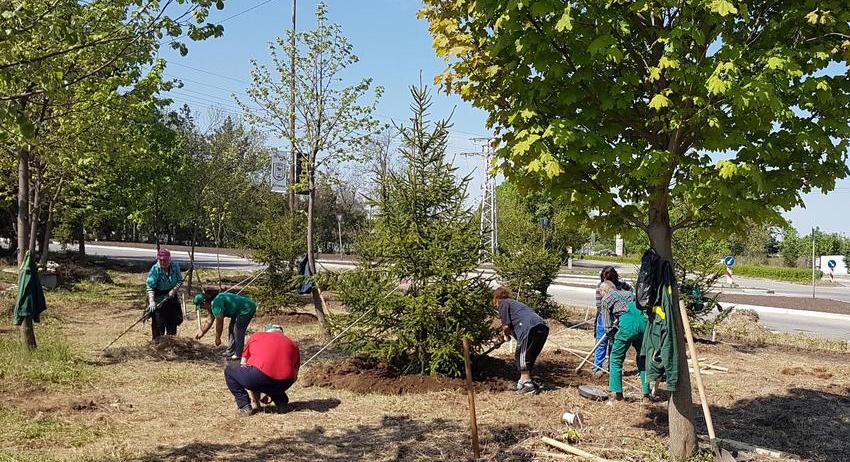 Засаждат още дръвчета в Търговище