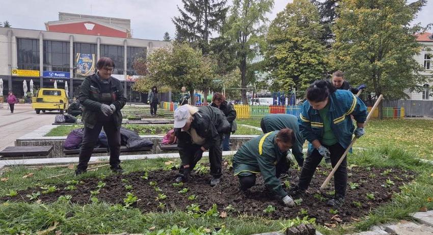 Над 30 000 стръка нови цветя ще красят Търговище
