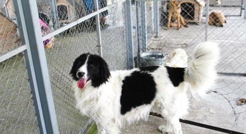 Над 220 кучета са кастрирани в общинския приют в Търговище през 2025 г.